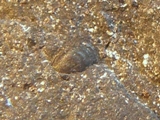 Brachiopod